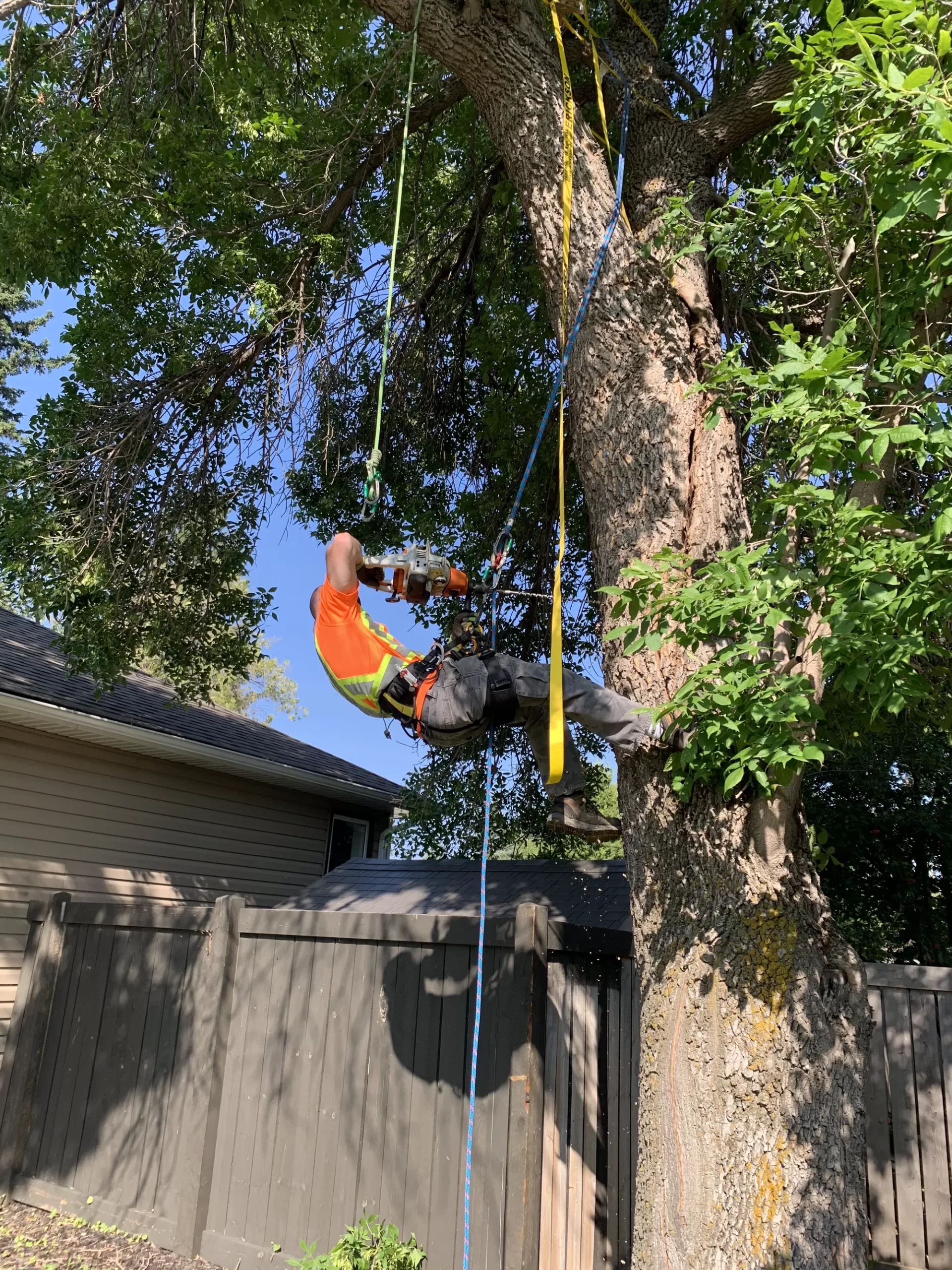 Tree Trimming Edmonton