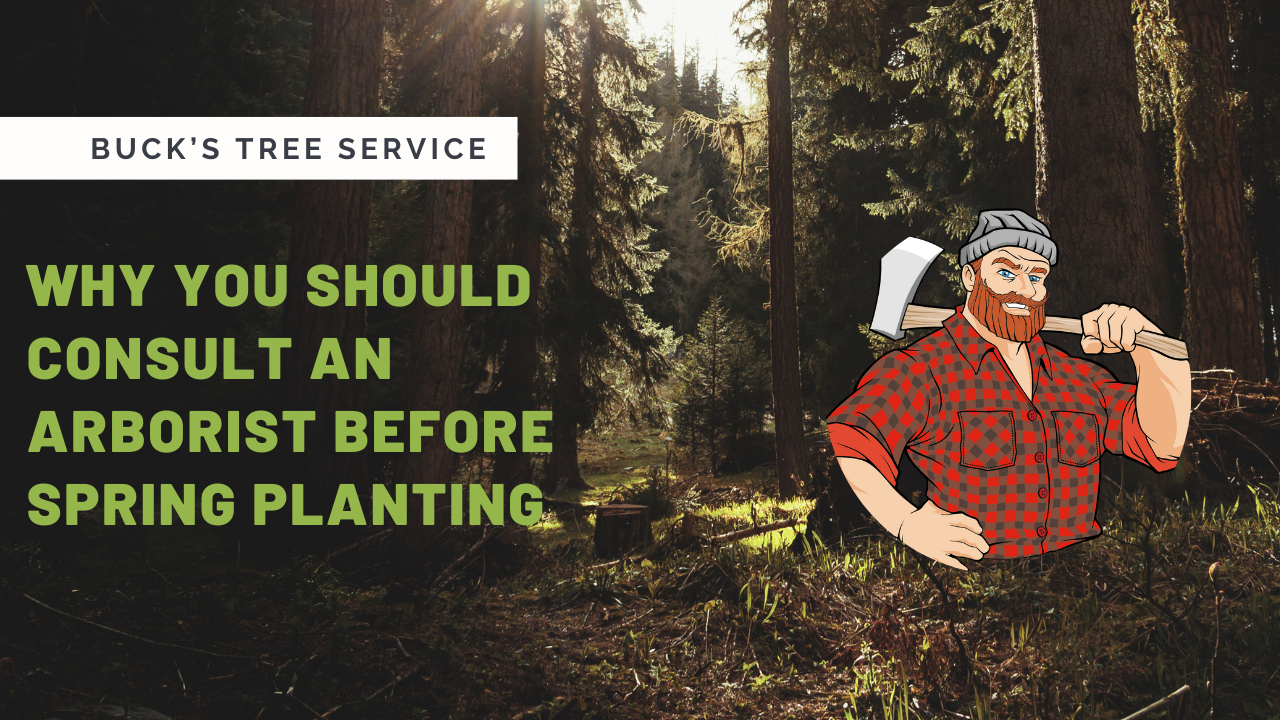 Why You Should Consult An Arborist Before Spring Planting