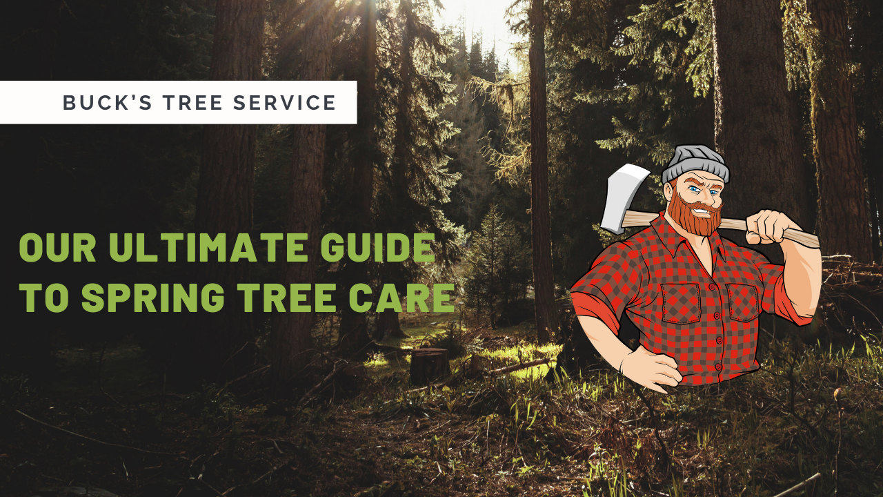 Our Ultimate Guide to Spring Tree Care