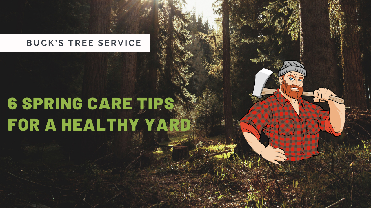 6 Spring Care Tips For a Healthy Backyard