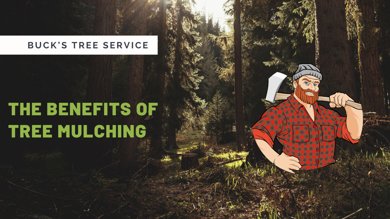 The Benefits of Tree Mulching