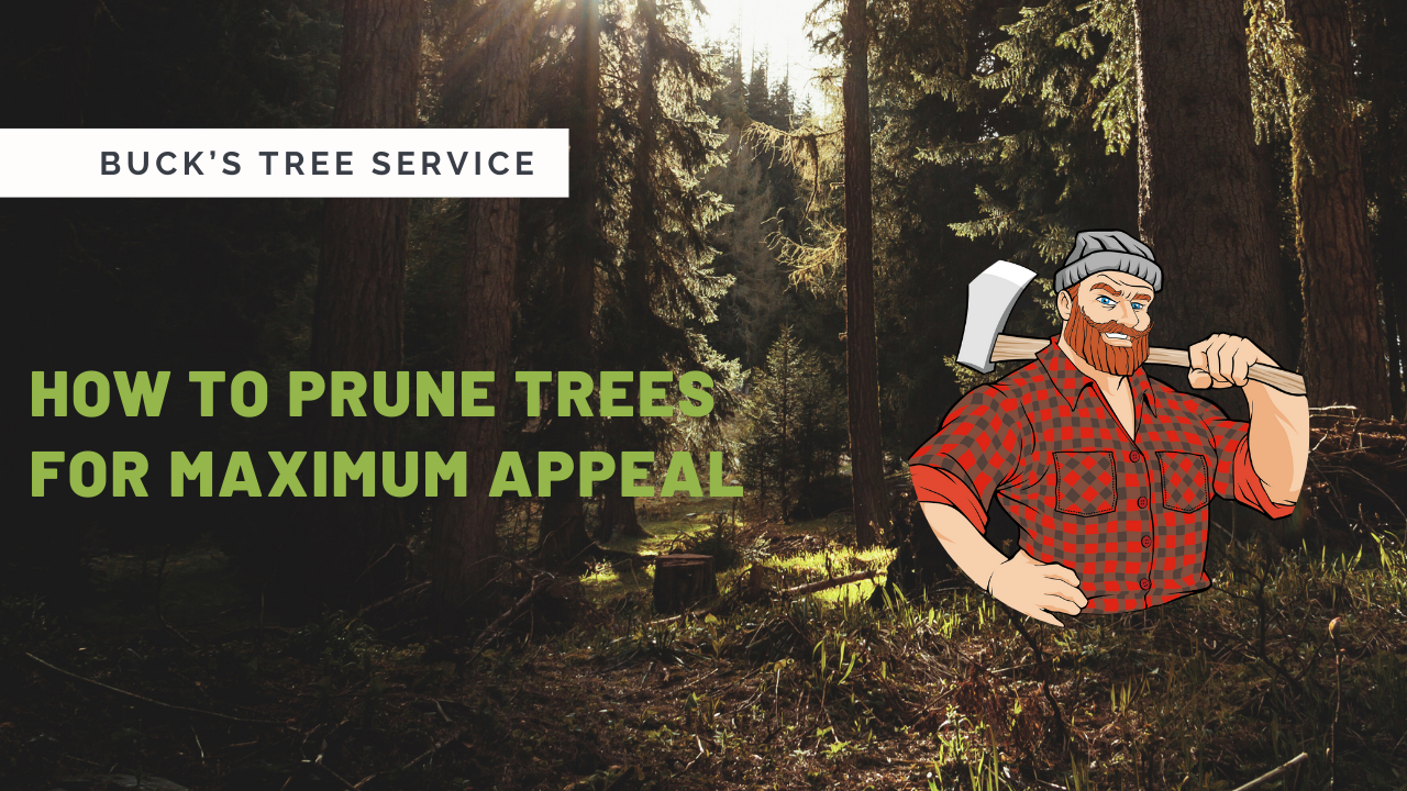 How To Prune Trees For Maximum Appeal