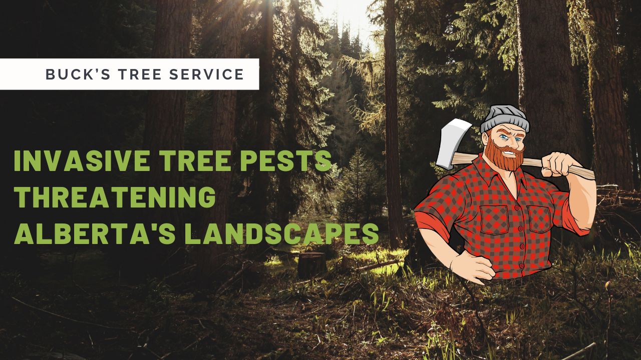 Invasive Tree Pests Threatening Alberta’s Landscapes