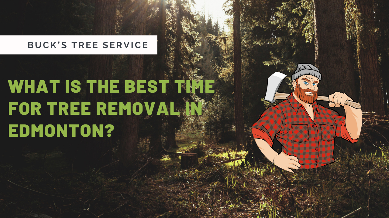 Seasonal Guide: When Is the Best Time for Tree Removal in Edmonton?