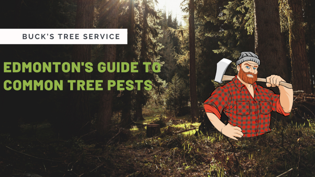 Tree Pests Edmonton