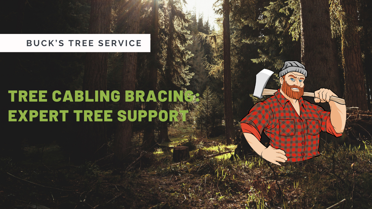 Tree Cabling Bracing Edmonton: Expert Tree Support