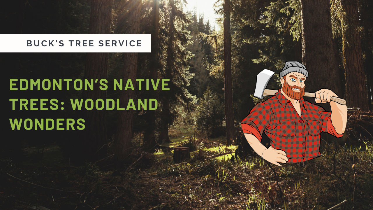 Native Trees Edmonton: Discover Local Woodland Wonders