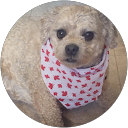 Jolie V profile picture