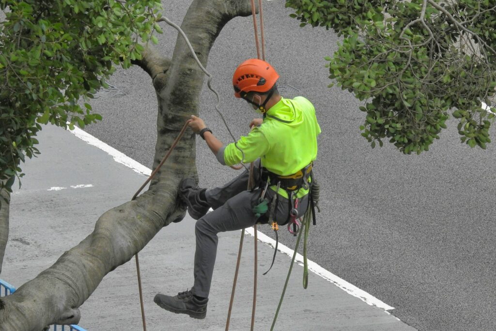 tree removal
