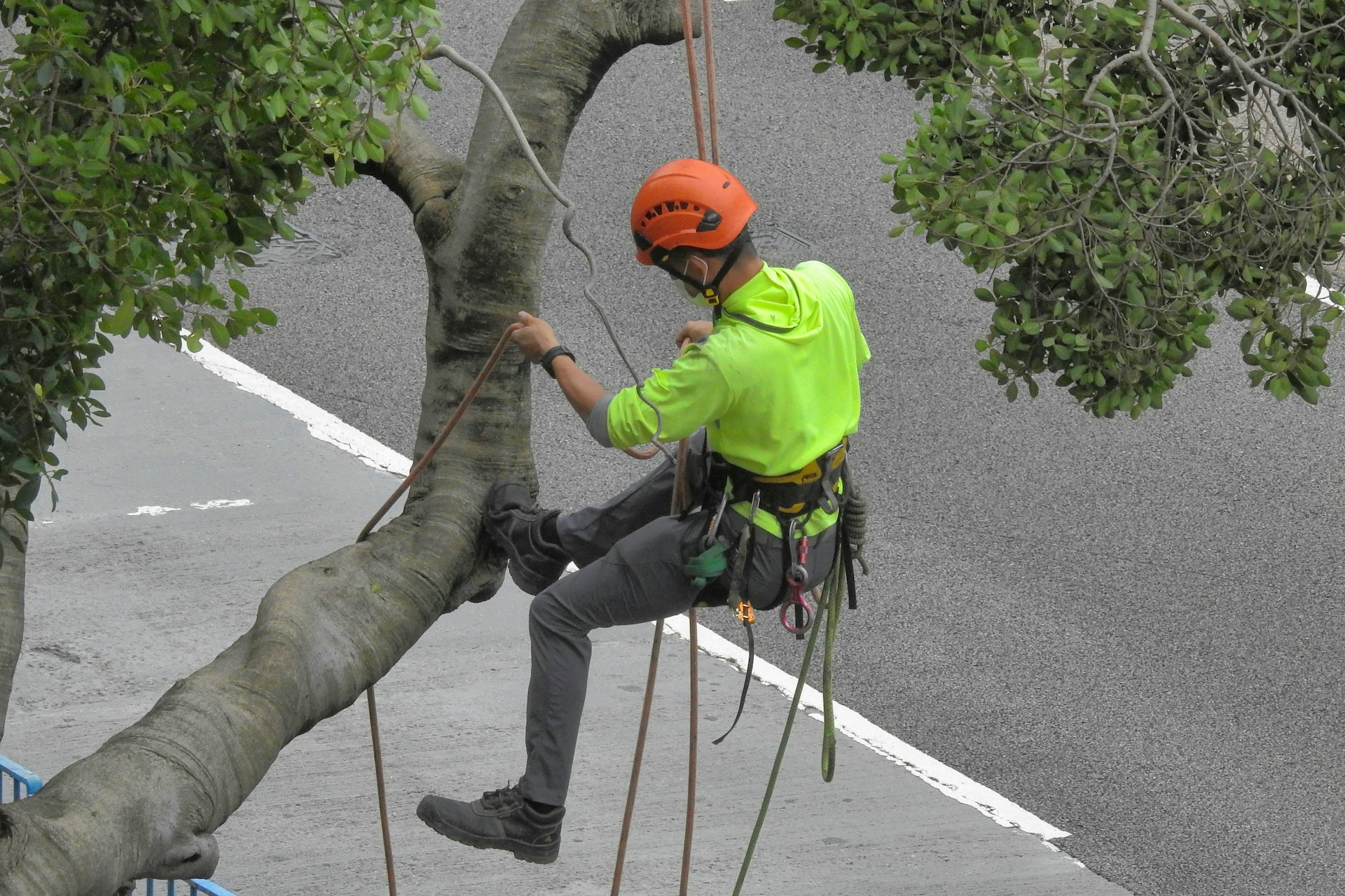tree removal