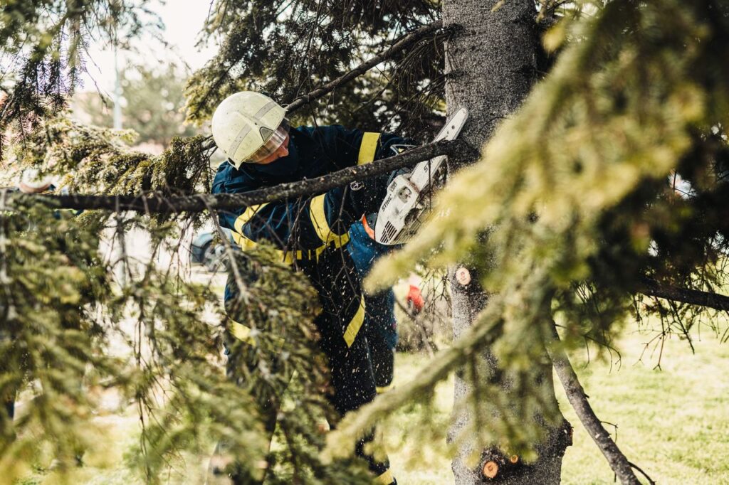 tree removal