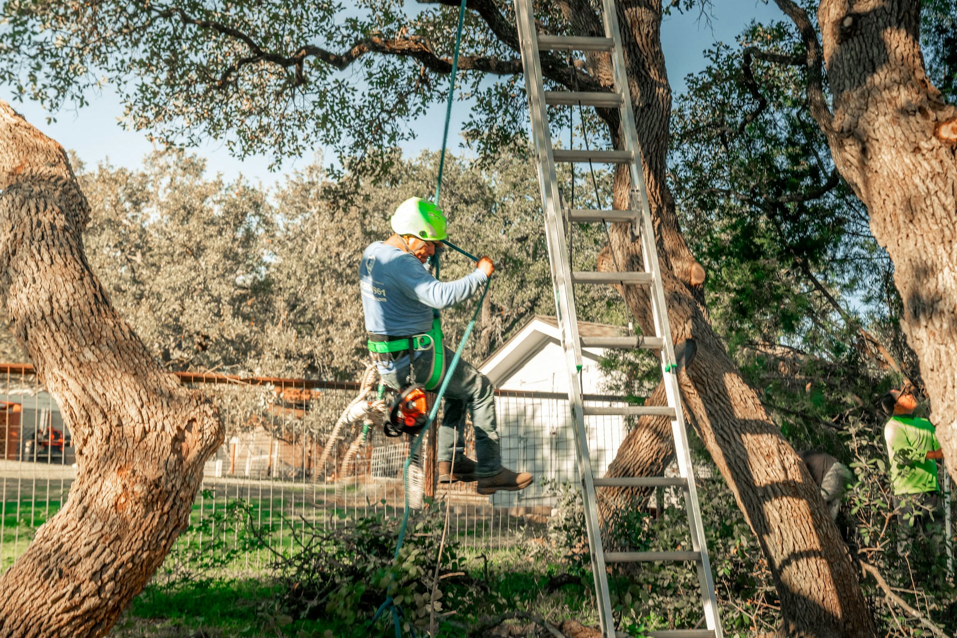 tree removal