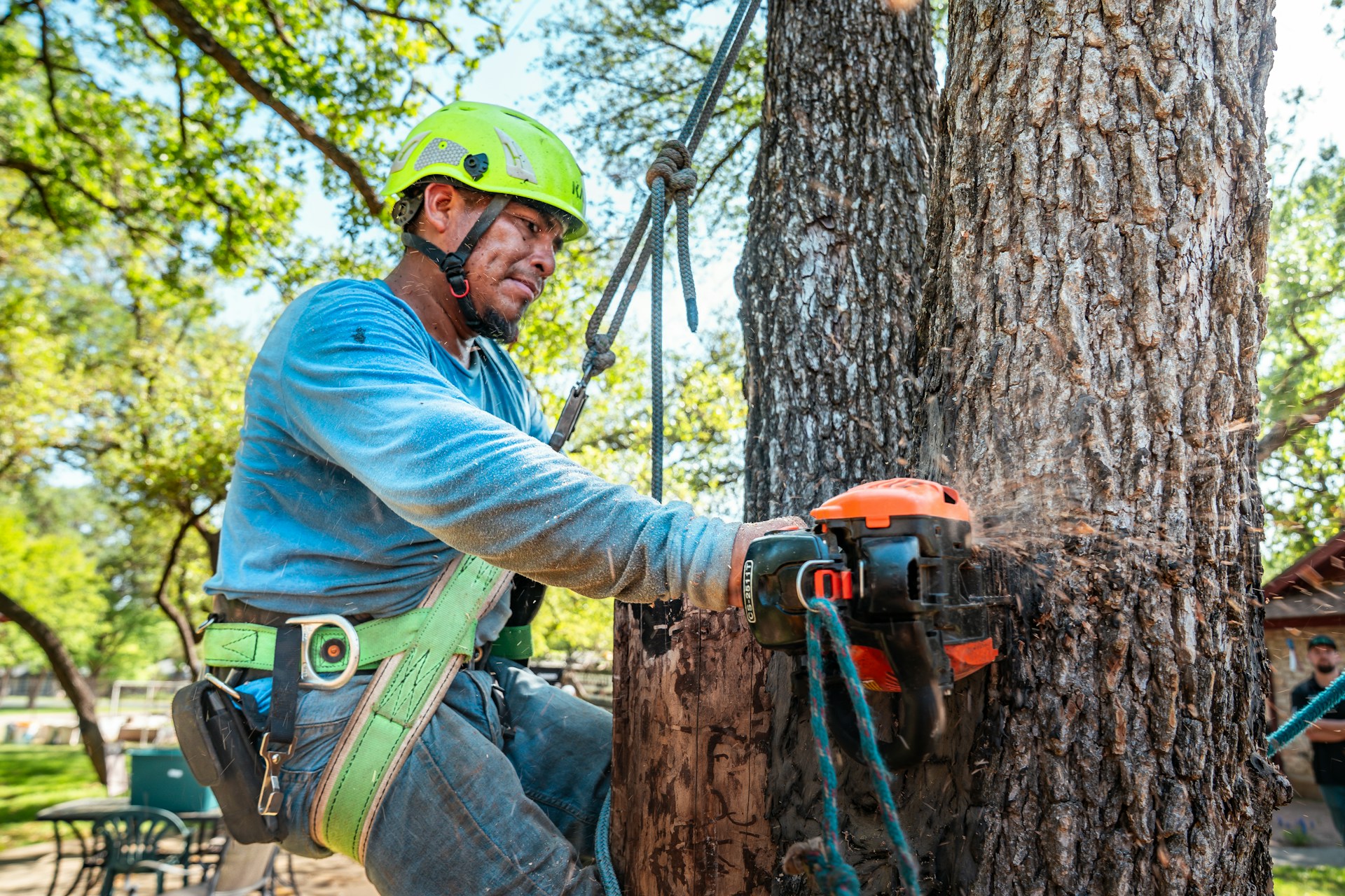tree care