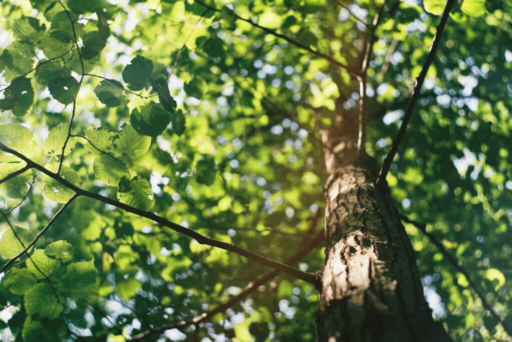 tree services