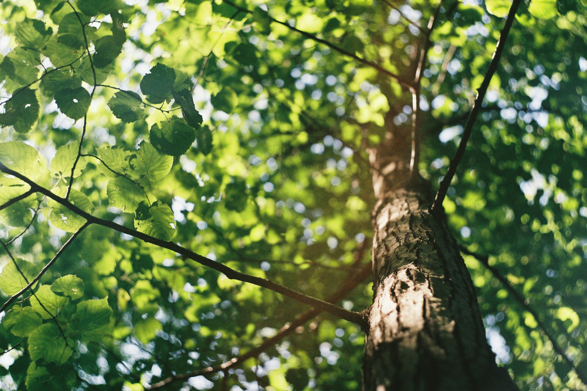 tree services