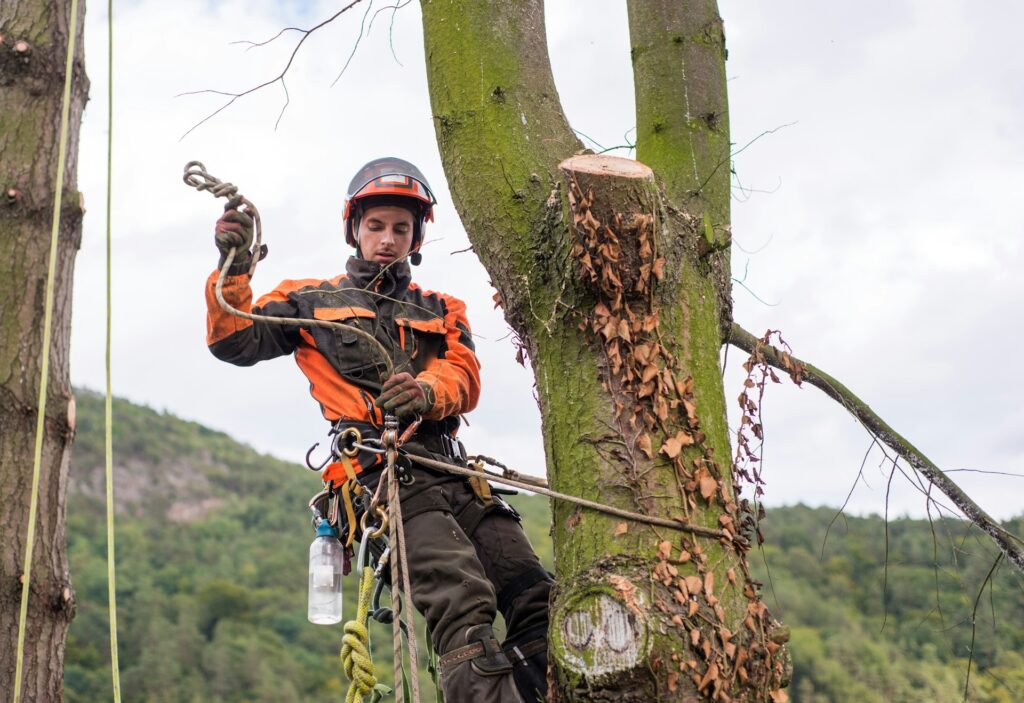 tree removal
