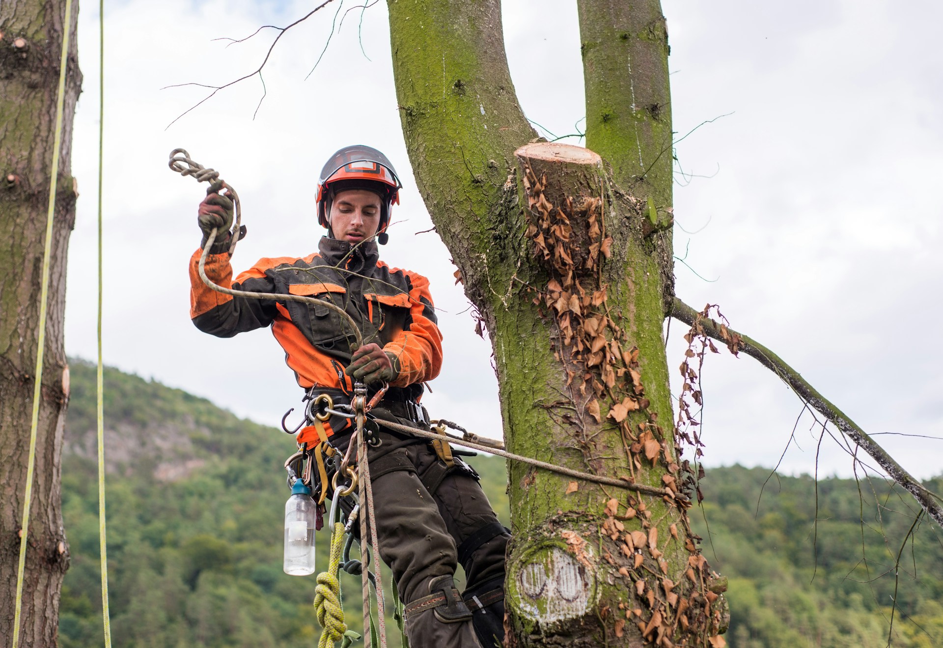 tree removal