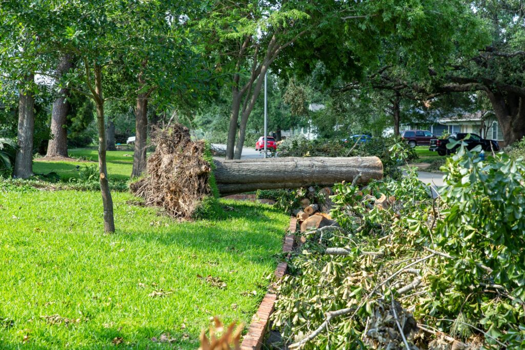 tree removal