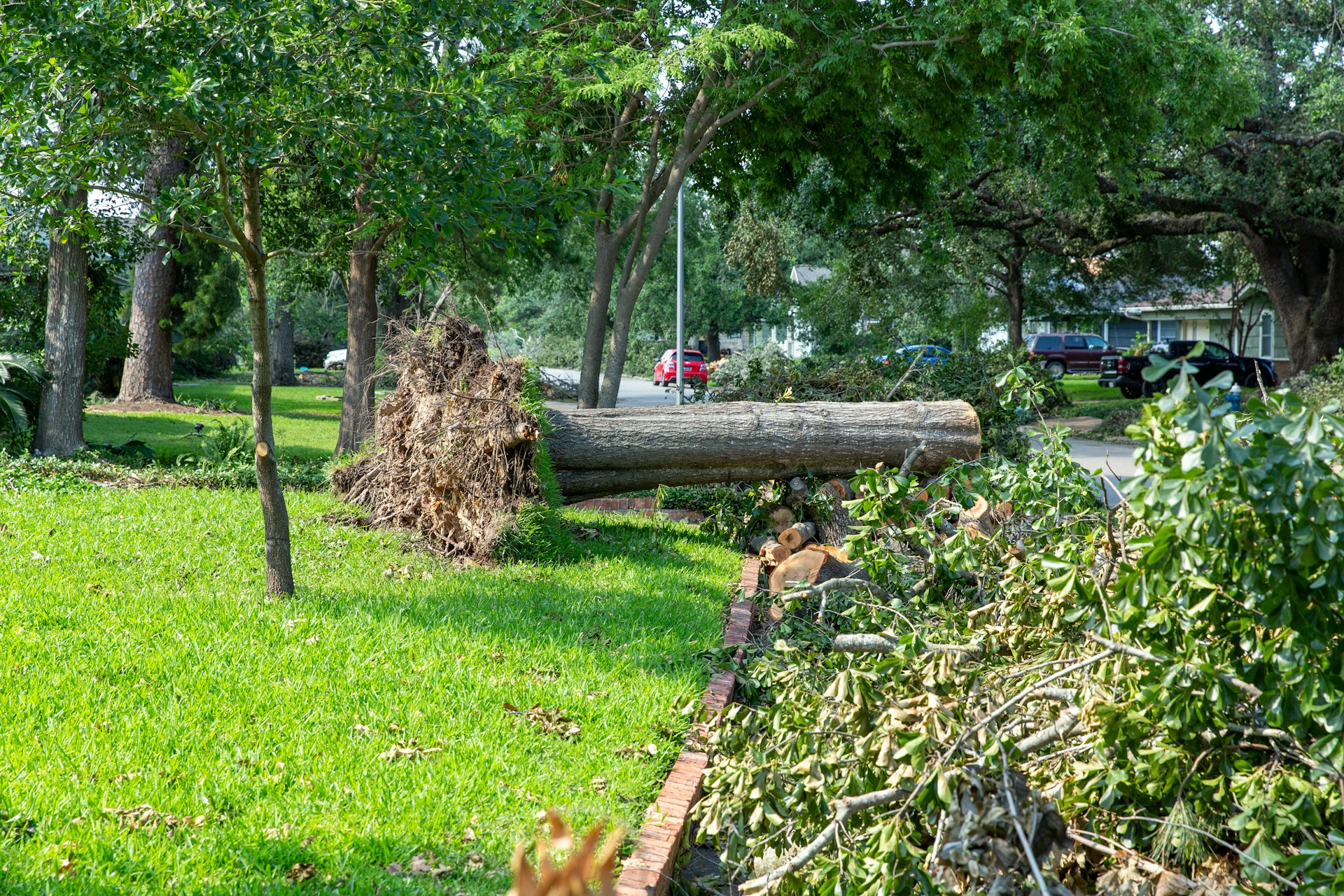 tree removal