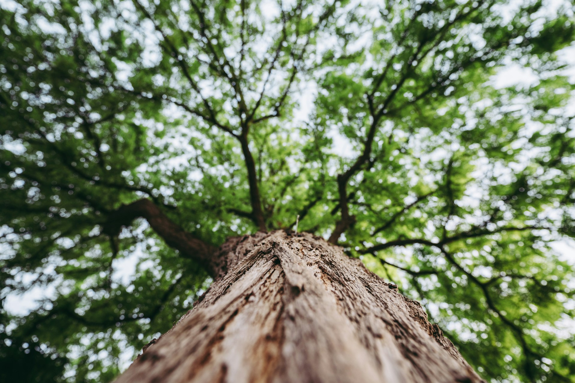 tree care