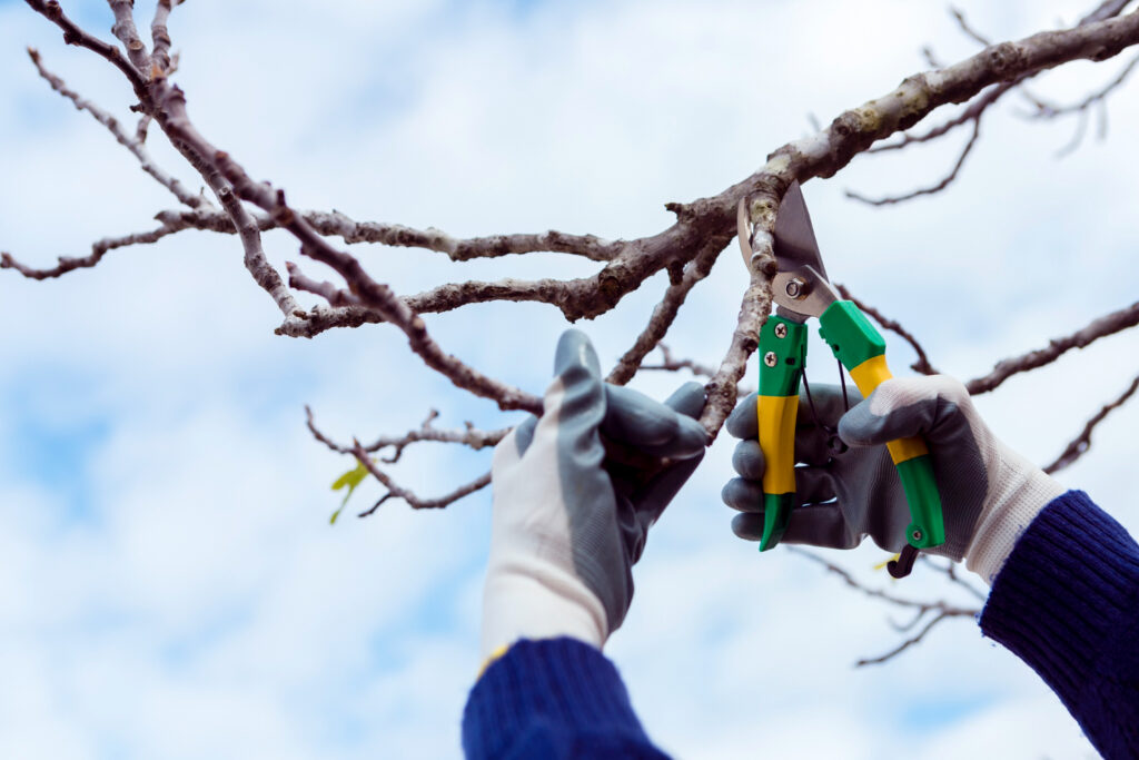 tree topping