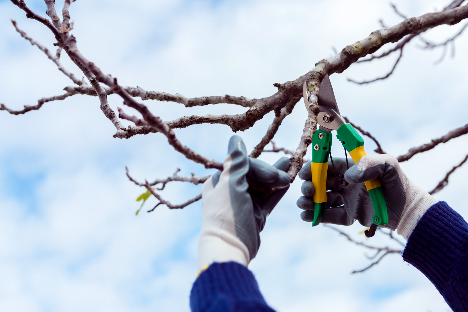tree topping