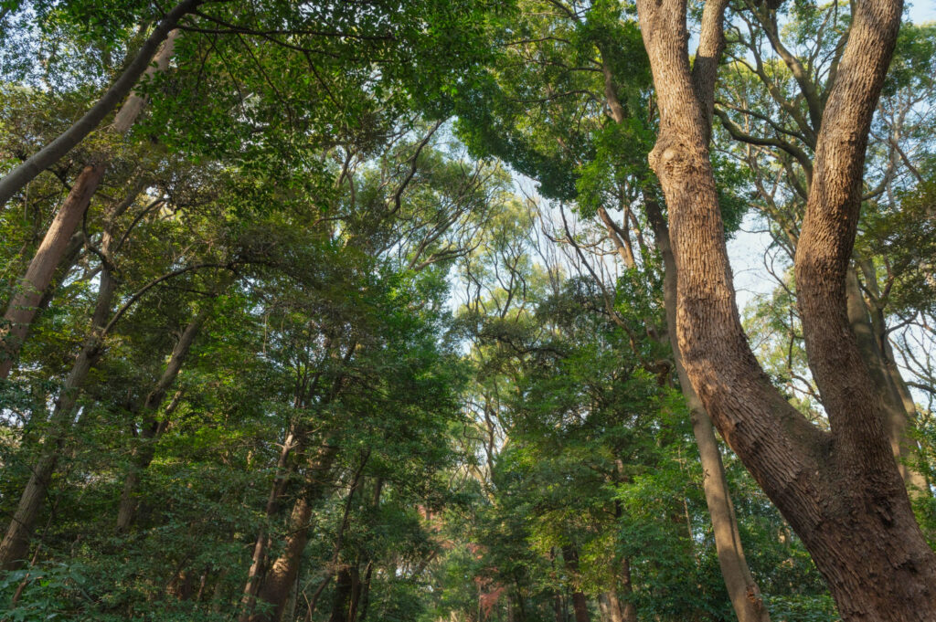 tree care